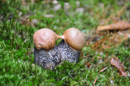 The Birch bolete (Leccinum scabrum) - edible mushroomの写真素材