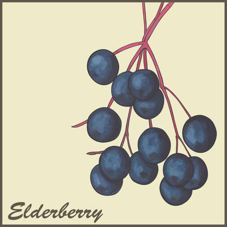 vintage background with Elderberryのイラスト素材