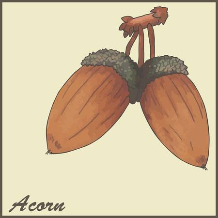 autumn vintage card with acornsのイラスト素材