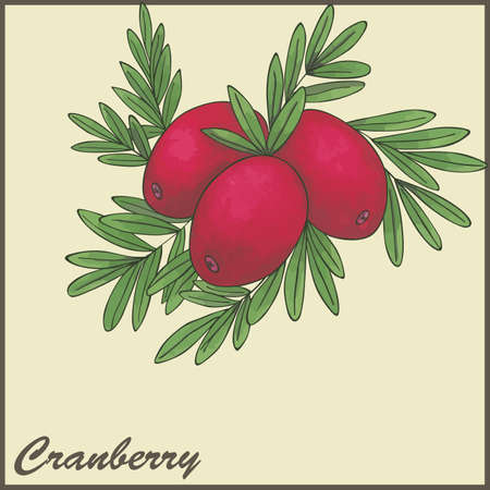 autumn vintage card with cranberriesのイラスト素材