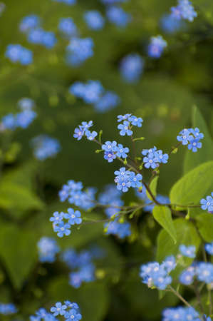 background with blue flowersの写真素材