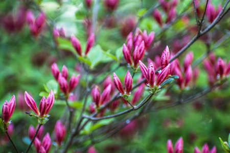 wild flowers background の写真素材