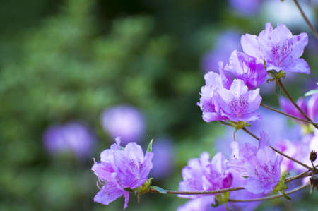 wild flowers background の写真素材