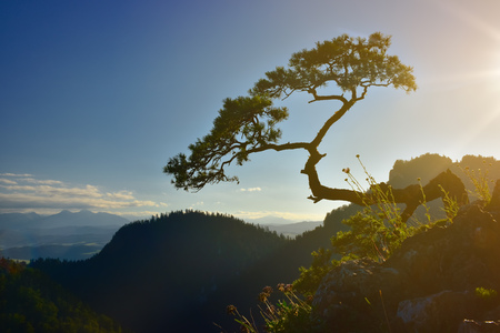 Sunset view of Sokolica peak in Pieniny mountainの写真素材