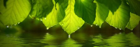 Panoramic view of green leafs with raindrop. Reflecting in waterの写真素材