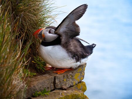 Puffin standing outdoors. Western Fiord Icelandの写真素材