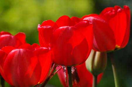 Tree black tulip in Netherlandの写真素材