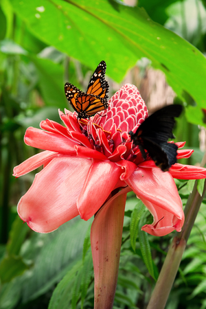 Tropical butterfly: Danaus Plexippus with orange wingsの写真素材