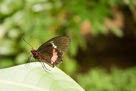 Tropical butterfly: Parides Iphidamas with black, red and white wings