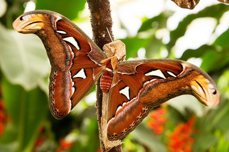 Tropical moth: Attacus Atlas with brown wingsの写真素材