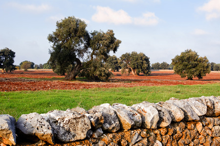 Olive tree in apulia countryside (Italy)の写真素材