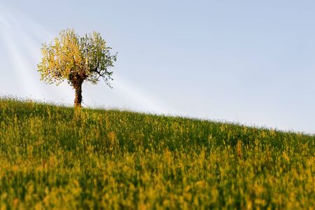 Pear tree alone on hill in the springの写真素材
