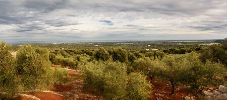Valley of secular olive trees in Fasano (Italy)の写真素材