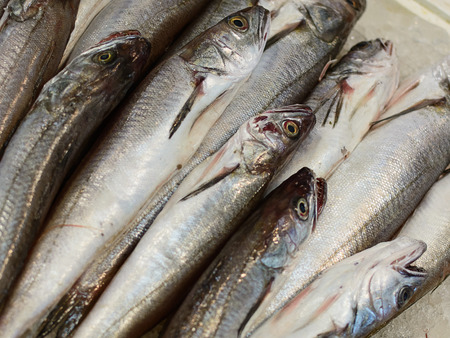 mackerel (scomber scombrus): market of seafoodの写真素材