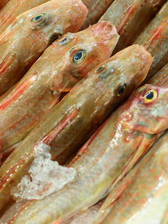tub gurnard (lucerna chelidonichthys): market of seafood 