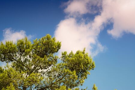 Green pine fir and clouds in the blue skyの写真素材