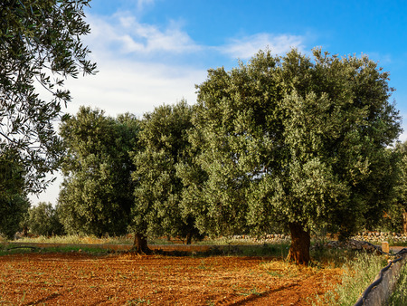Olive tree in the Salento countryside of Pugliaの写真素材