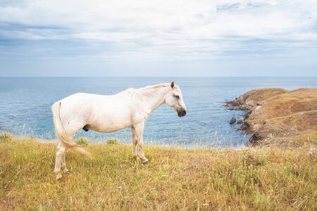 A white horse grazing on a hill with the Bulgarian Black Sea coast in the backgroundの写真素材
