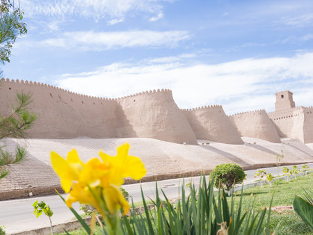 Yellow flower in the foreground with the ancient outer walls of Khiva, Uzbekistan in the background. Bright nature contrasts with historic architecture.の写真素材