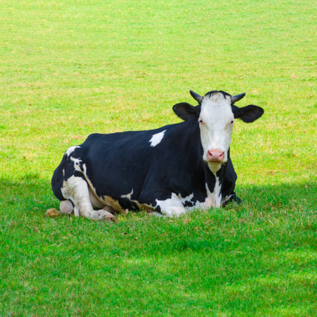 Cow lying down on green grass. Cattle in a fieldの写真素材