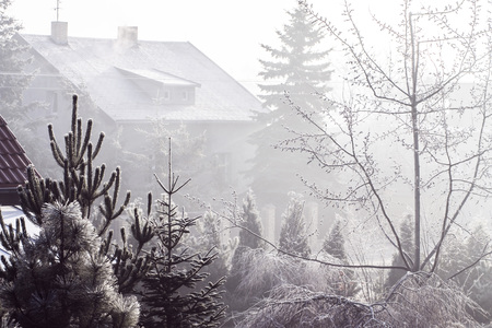 Cold landscape during winter season with frozen trees and snowの写真素材