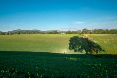 the large centuries-old oak on the Carnevala hill between Medesano and Felegara where the Via Francigena passesの写真素材