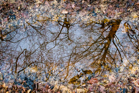 reflections of trees on puddle of water and leaves in the autumn forestの写真素材