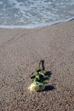 beautiful flower, yellow rose on the sand beach, summer backgroundの写真素材