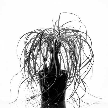 Potted plant without flowers on a solid white backgroundの写真素材