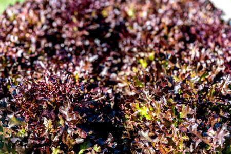 Finest quality. Close up of young, fresh Red Coral Lettuce salad growing on hydroponic farm. Vegetables produce in greenhouse garden. Healthy food, agriculture business concept. Horizontal shotの写真素材