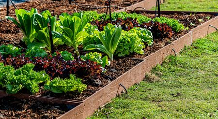 Redefining farming. Red Coral Lettuce, Green Lettuce and Cabbage growing on hydroponic farm....