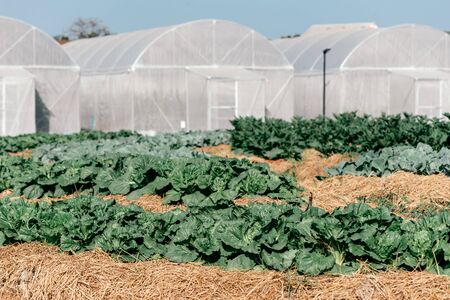 Best way to go green. Organic green cabbage plantation. Plant nursery of organic vegetables with greenhouses in the background. Horizontal shot. Selective focusの写真素材