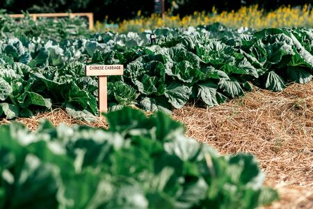 Keep the pests away. Name plate/sign Chinese Cabbage on plant nursery of organic vegetables surrounded by nature. Young and fresh salad growing on hydroponic farm. Horizontal shotの写真素材