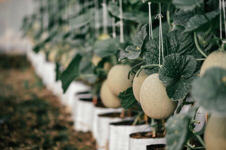 Grow your own fruits and vegetables. Close up of fresh and organic little green melons hanging down inside the greenhouse. Fruits, agriculture concept. Horizontal shot. Selective focusの写真素材