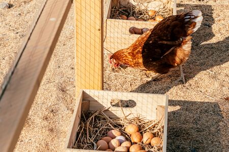 The typical rural taste. Traditional free range poultry farming. Hen grazing near ggs lying in a...