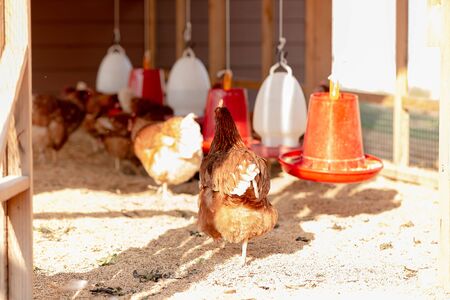 Local. Natural. Sustainable. Traditional free range poultry farming. Hens near bowls for drinking...