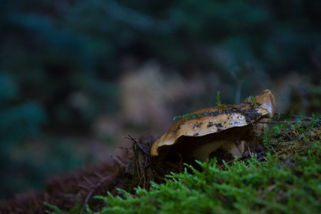 A mushroom found in a greek forestの写真素材