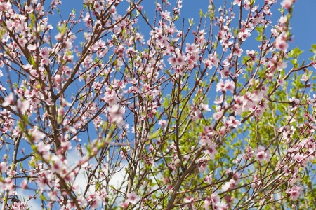 Brunch with flower - Cherry blossomの写真素材