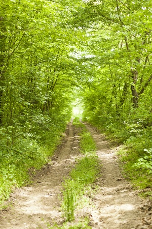 Old road in forestの写真素材