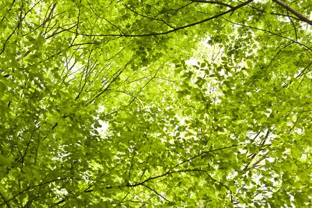 Green branch with foliage in forest at springの写真素材