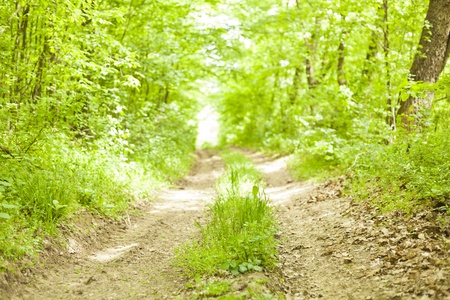 Old road in forestの写真素材