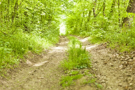 Old road in forestの写真素材