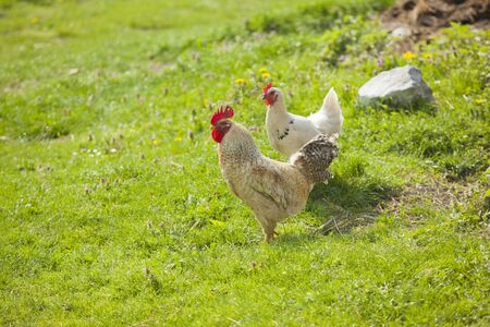 Hen on litle farm in natureの写真素材