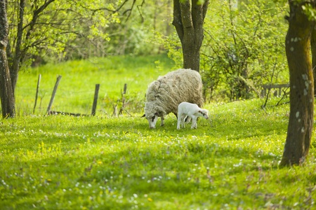 Sheep and lamb on green field in springの写真素材