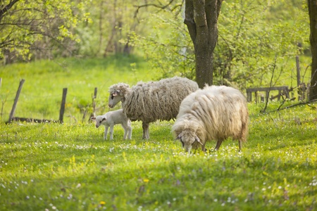 Sheep and lamb on green field in springの写真素材