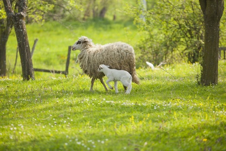 Sheep and lamb on green field in spring