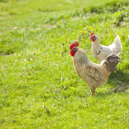 Hen on litle farm in natureの写真素材