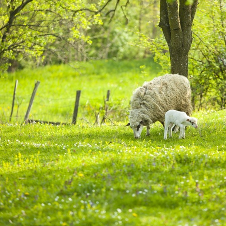 Sheep and lamb on green field in springの写真素材