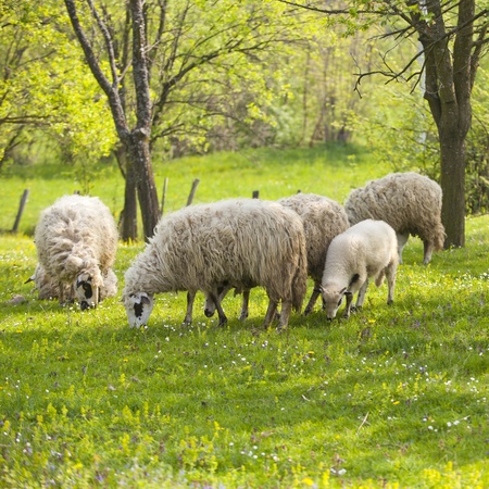 Sheep and lamb on green field in springの写真素材