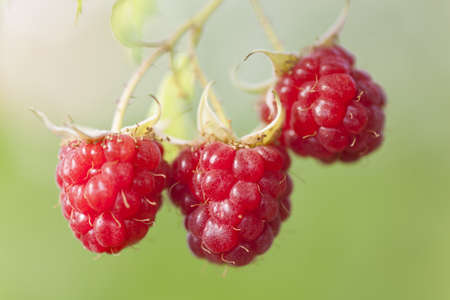 Fruit Raspberry on branch, green blured backgroundの写真素材